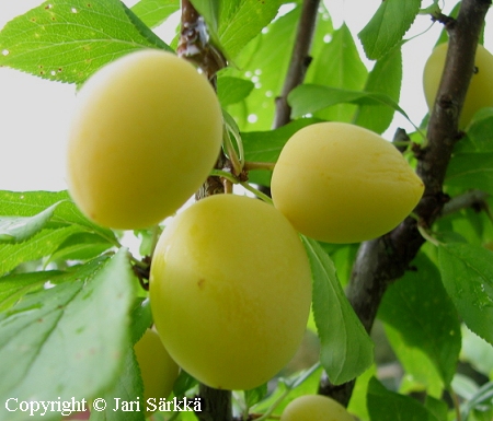 Prunus cerasifera 'Podarok St Petersburg', kirsikkaluumu